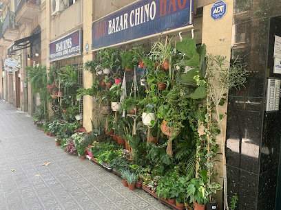 Basar Xines